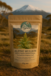 Alpine Mullein