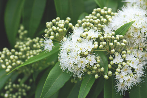 Lemon Myrtle Pure Essential Oil