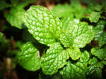 Spearmint Pure Essential Oil